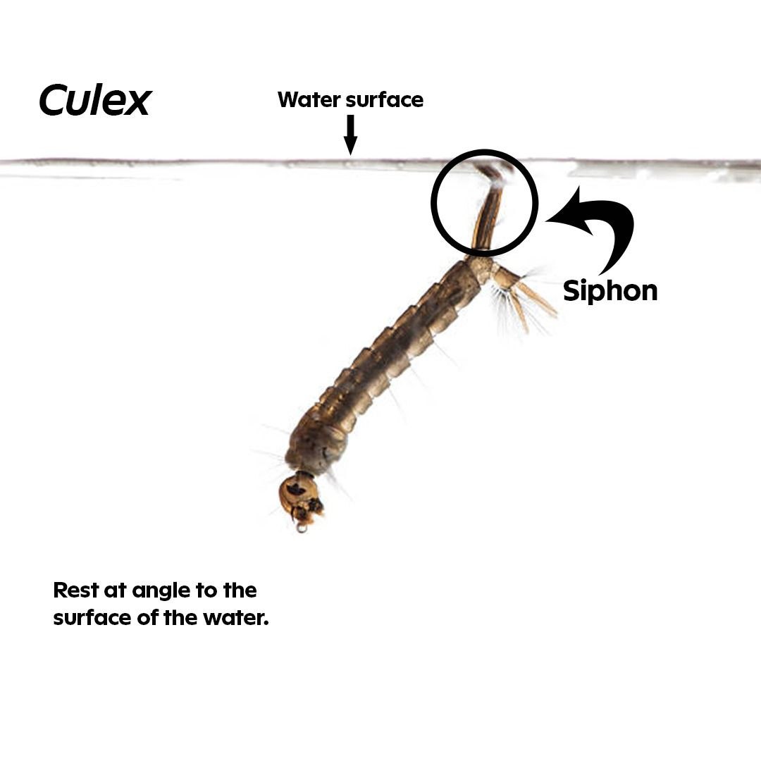 Culex mosquito larva